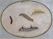 Maria Sibylla Merian Caterpillars oil on canvas